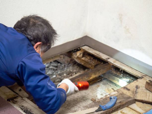 Best Best Mold Removal Companies  in Milford, IN
