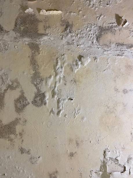 Professional Mold Removal in Milford, IN