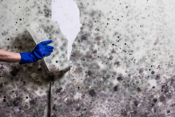 Best Office Mold Removal Services  in Milford, IN