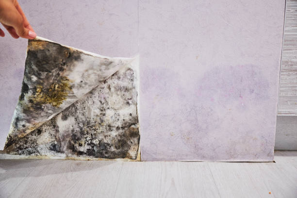 Best Local Mold Removal Service  in Milford, IN